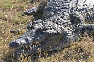 Full Day Chobe Trip with Lunch 