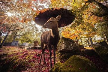 Nara and Uji 1-Day Private Trip