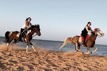 Swimming by Horse at Red Sea Beach & Desert with Dinner- Hurghada