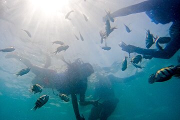 Guided Tour of Barú Island and Mangroves