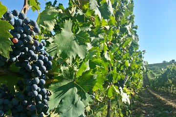 The best of Chianti Classico Wine Private Tour with Dinner in a boutique Estate 