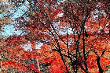 Tokyo Autumn Highlights Private Walking Tour by trains, subways