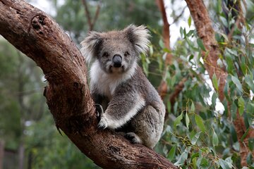 Koala Experience at Melbourne Zoo - excl. entry