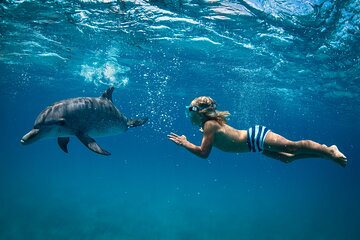 Dolphin House Reef Snorkeling Trip With Transport – Marsa Alam