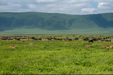 Private Day Journey Through The Heart Of Ngorongoro Crater