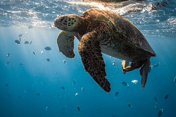 Private Abu Dabbab Snorkeling with Turtles & Dugong - Hurghada