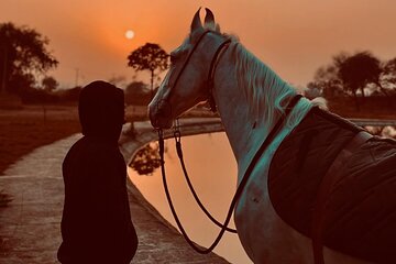 Explore The Desert &The Sea on a Horse Riding Cruise in Hurghada