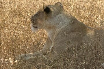 3-Day / 2 Nights Group Safari Serengeti & Ngorongoro Crater