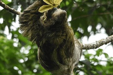 Manuel Antonio National Park (Guided tour)