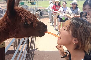 Alpaca Feeding with Wildlife and Nature Park Visit Private Tour 
