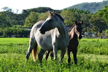 Horseback Riding from Dreams Las Mareas