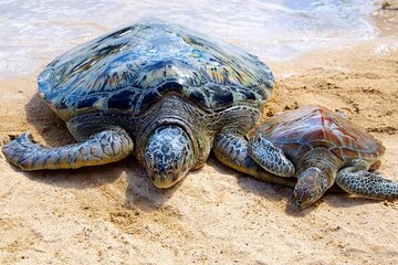 Turtle Conservation Center Tour in Bali