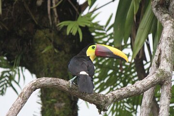 Birdwatching Manuel Antonio (Esquipulas All incluided)