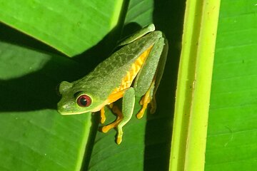 Manuel Antonio Rainforest Night Tour with Butterfly Farm