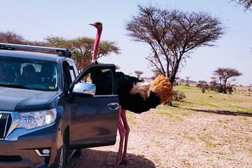 Budget Erg Chigaga Safari One Night.