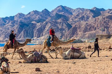 Desert Adventure Camel or Horse Ride at Nabq Bay Sharm El Sheikh