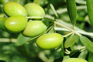 Olive Oil Tasting Tour, Corinth canal, Napplio from Athens 