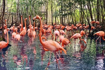 Transportation to the National AVIARY of Colombia