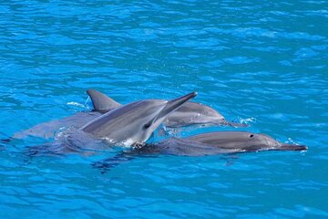 Kealakekua Bay Dolphin Watch & Snorkel