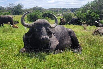 Kragga Kamma Game Drive and Scenic Coastal Tour in Port Elizabeth