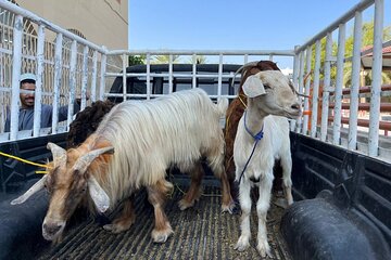 Full Day Friday Nizwa Animal Cattle Market & Jebel Akhdar Tour