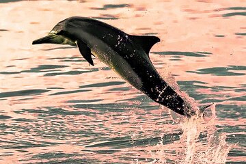 Watching Dolphins, Muscat