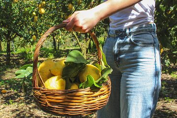 Fresh pasta and Limoncello course in a lemon grove 