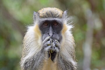 Monkey Feeding And Beach Day In Barbados