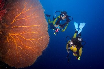 Ras Muhammed & White Island with 2 Diving Stops – Sharm El Sheikh