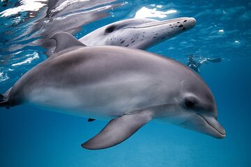 Hurghada: Swimming with Dolphin- banana and sofa boat & Lunch 