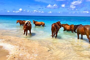 Dunn's River, Horseback Ride and Bamboo Rafting from Ocho Rios