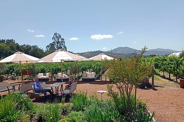 Wine Tour Casas del Bosque+Bodegas RE Vineyards Casablanca Valley