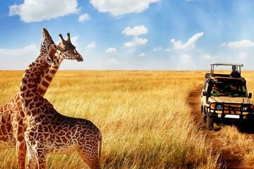 Half Day Safari Tala Game Reserve and Durban City Tour