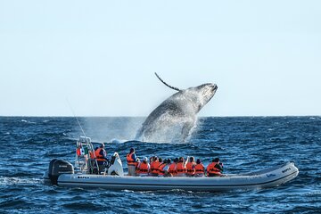 Whale Watching, The Famous Arch and Fast Boat Tour in Los Cabos