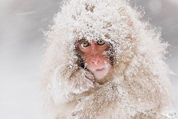 Snow Monkey and Zenkoji Temple Sake in Nagano Full Day Tour