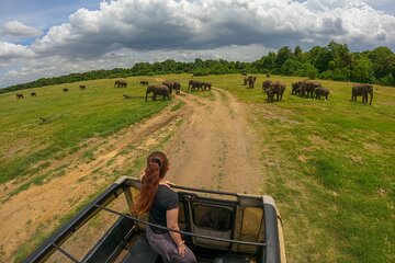 Minneriya National park half day private safari in Sri Lanka