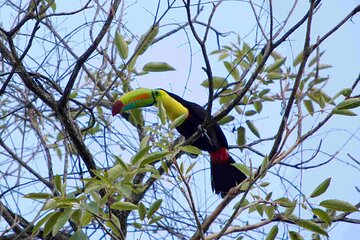 Birdwatching Experience in Minca