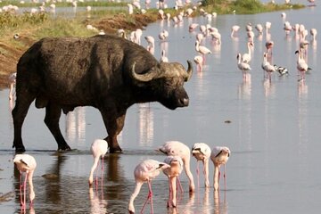 6 Days Group Safari to Masai Mara, Lake Nakuru and Amboseli Park