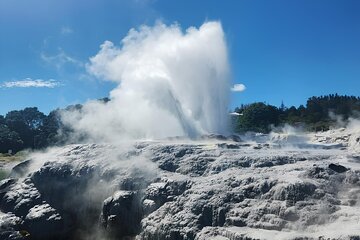 Private day tour with Hobbiton & geyser & Kiwi bird & Maori show 