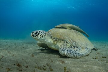 Marsa Mubarak Snorkel and Dive with Transfers - Marsa Alam