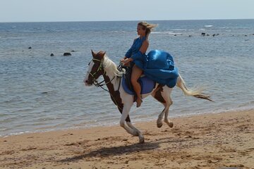 Horse Ride 1 Hour Nabq Bay Beach with Transfer - Sharm El Sheikh