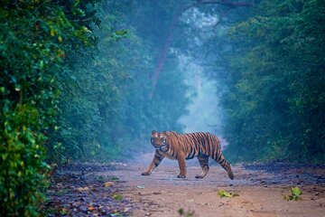 Wild Encounters: Same-Day Safari to Sariska & Jhalana from Delhi