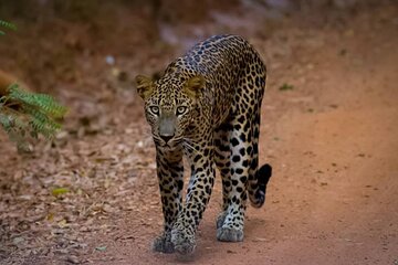 All inclusive leopard safari Wilpattu with guide
