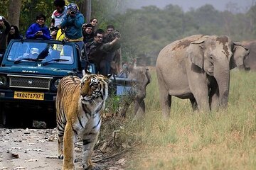 Ahmedabad to Jim Corbett: 3-Day Double Safari Wildlife Tour