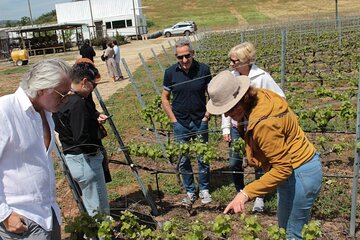 Organic wine tasting, local food tour in Valparaiso, Full day