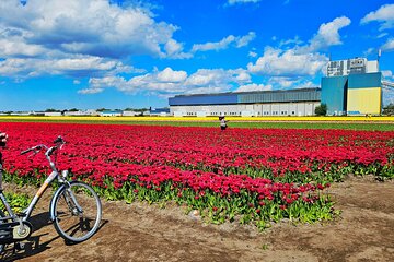 Keukenhof Gardens and Delft Guided Tour from Amsterdam