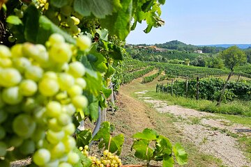 From Venice: Prosecco Full Experience with Wine Tasting and Lunch