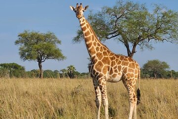 3 Day Murchison Falls Safari with Accommodation 