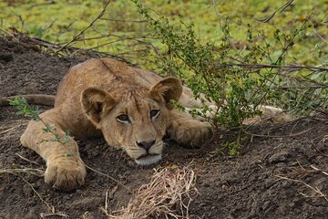 Full Day Trip to Mikumi National Park from Zanzibar