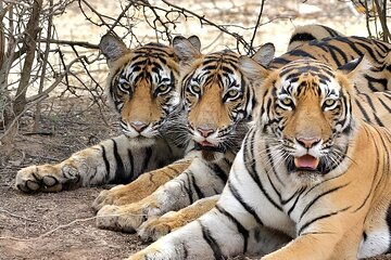 5-Day Golden Triangle Tour with Tiger Safari & Bird Sanctuary
